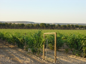 Ribera del Diero Vineyards