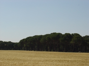 Iscar landscape